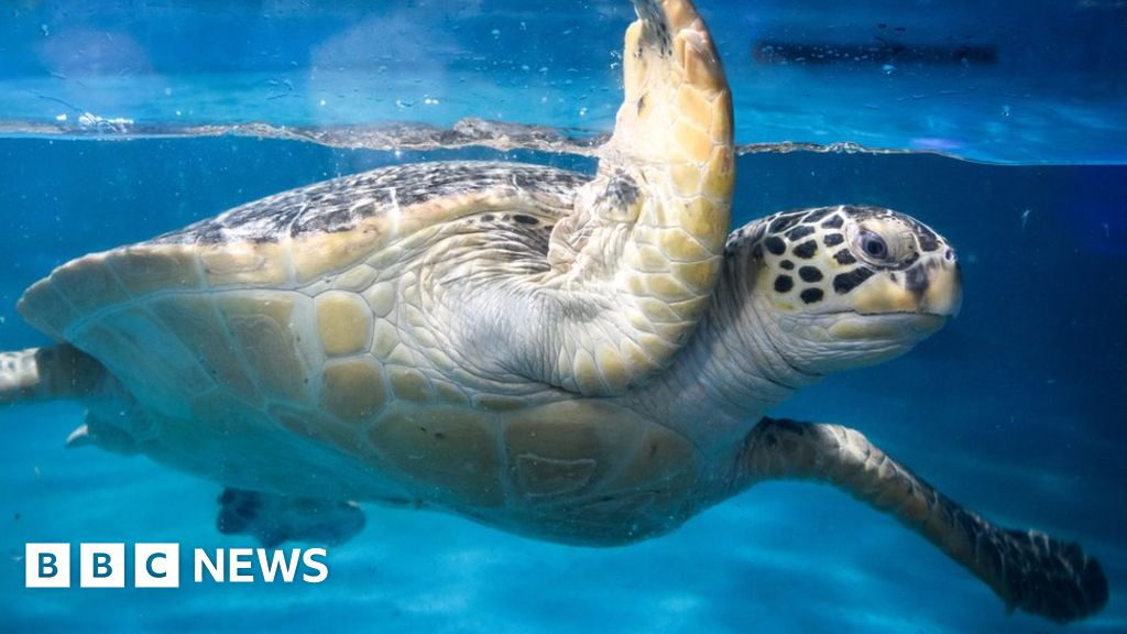 Dozens of sea turtles found stabbed off Japanese island