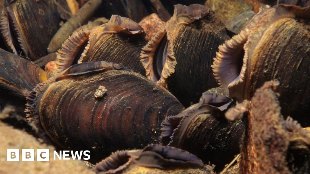 New colony of rare freshwater pearl mussels found in Highlands