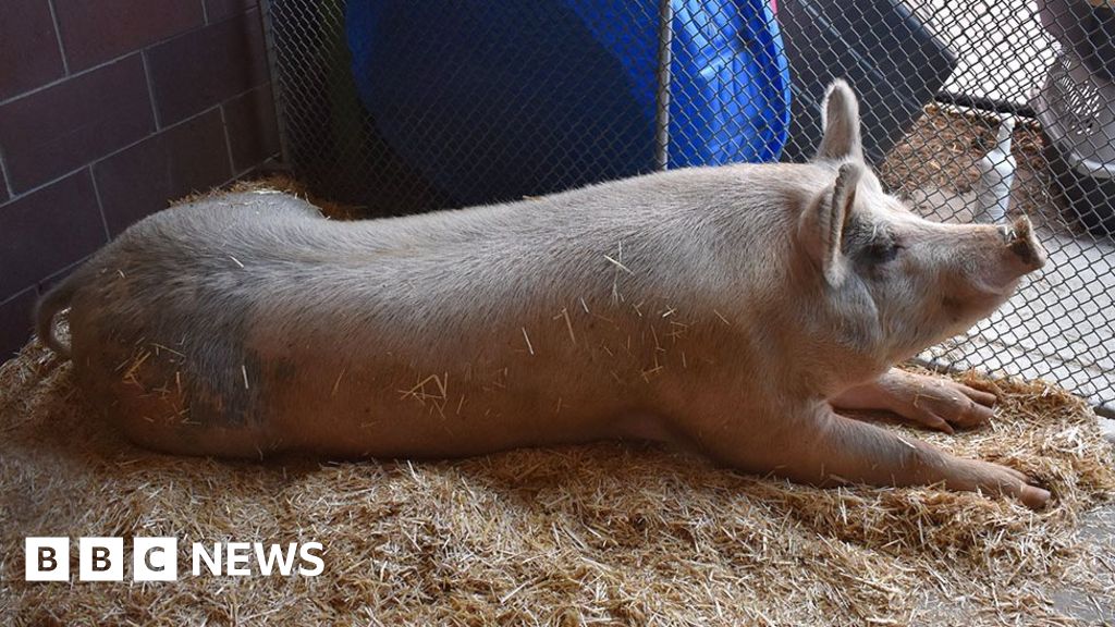 Fred the pig caught after mischief rampage