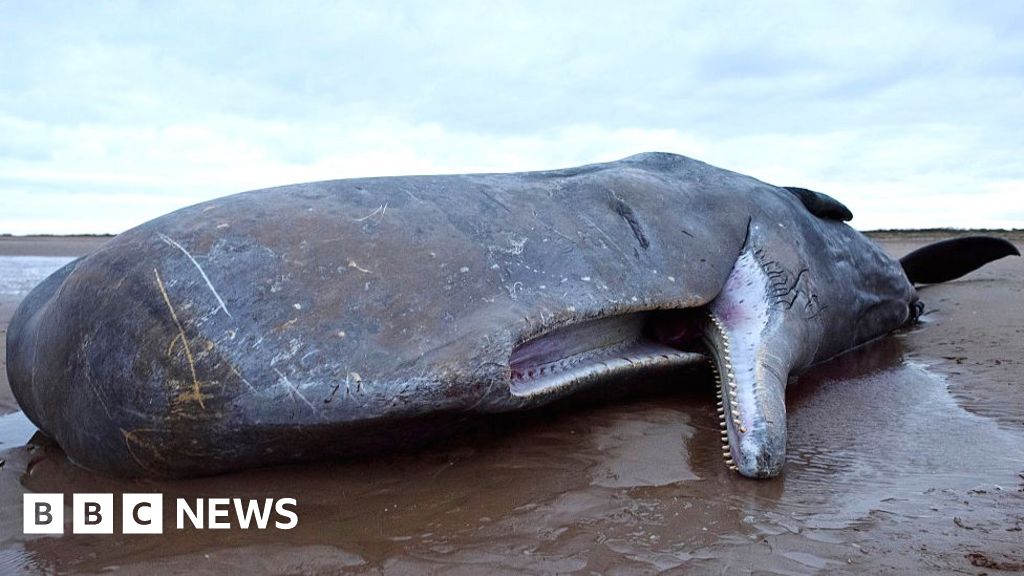Stranded whales Numbers on the rise around UK shores