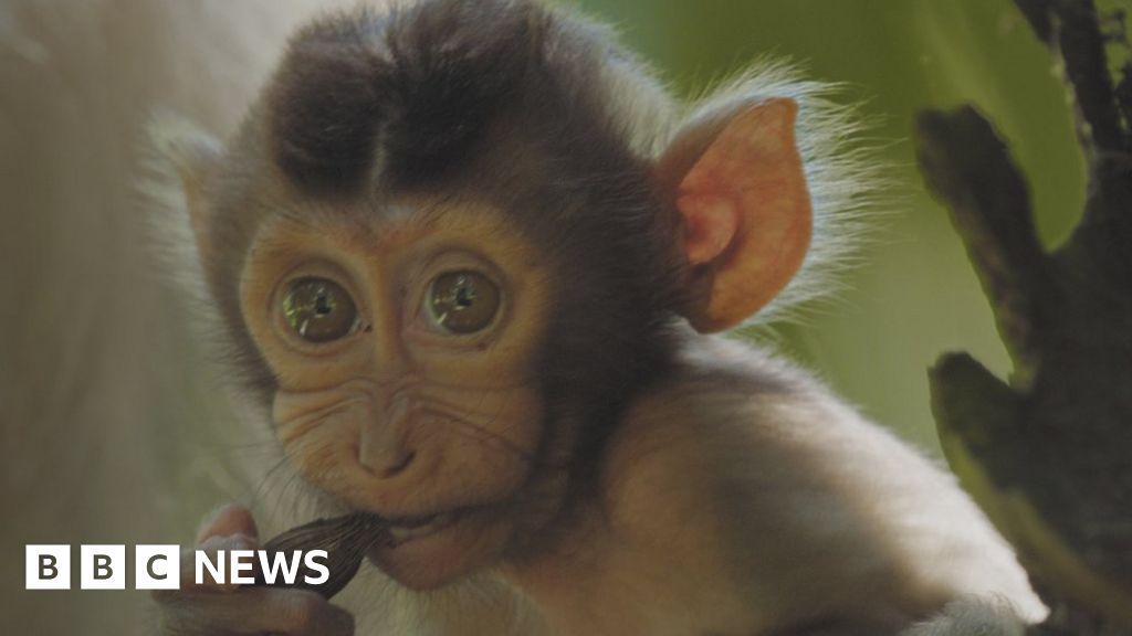 Mammals battle for life in new David Attenborough series