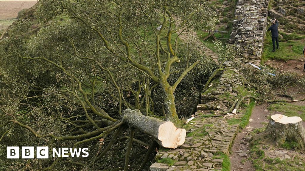 Two men charged over felling of Sycamore Gap tree - BBC News