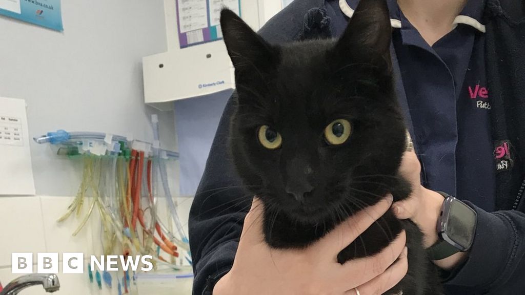 Cat Rescued From Abandoned Building In Stoke On Trent