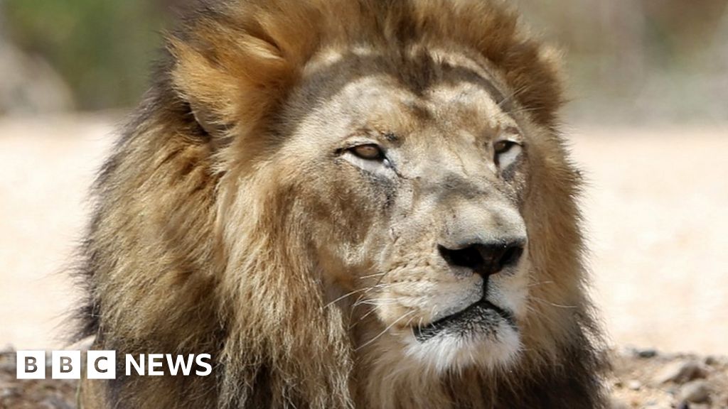 Man mauled by lions in Chile zoo in apparent suicide attempt - BBC News