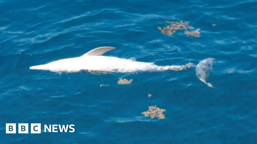 Energy giant Santos accused of Australia dolphin deaths