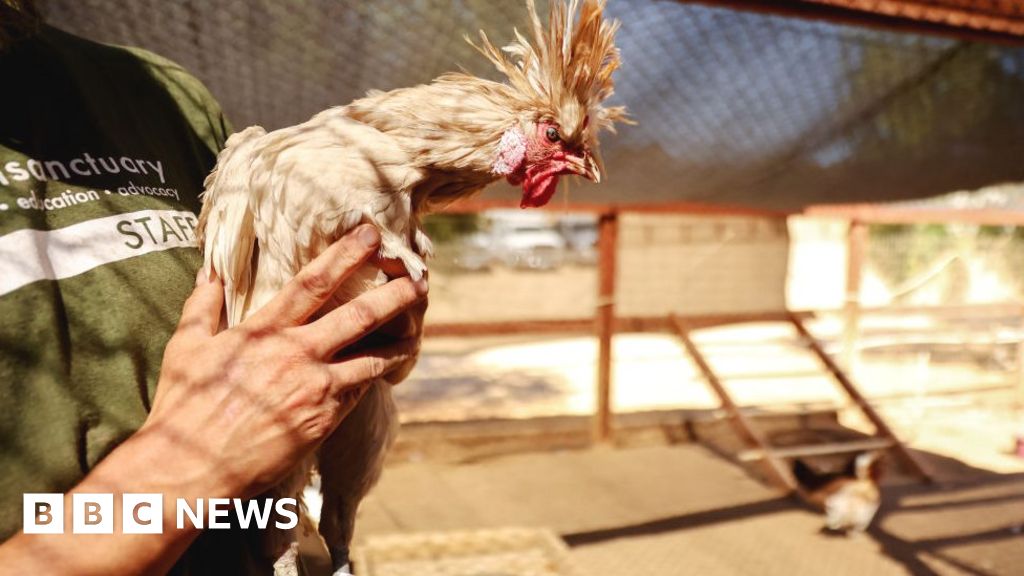Bird flu: What is it and what's behind the outbreak? - BBC