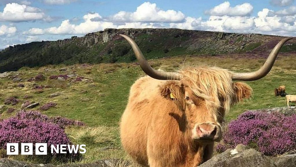 Highland cows on Baslow Edge