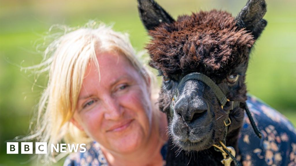 Geronimo the alpaca: Defra officials lead animal away from farm