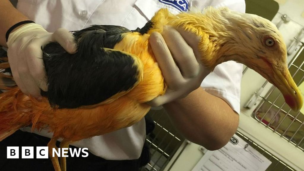 Seagull coated in curry