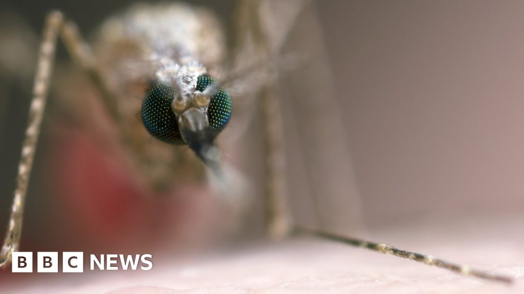Forget Vaccines This Genetic Solution Could Conquer Malaria Goats And Soda - q3nzw9r