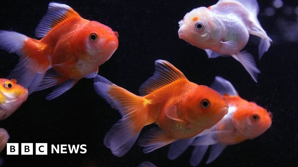 Do fish have good memories or are they forgetful?