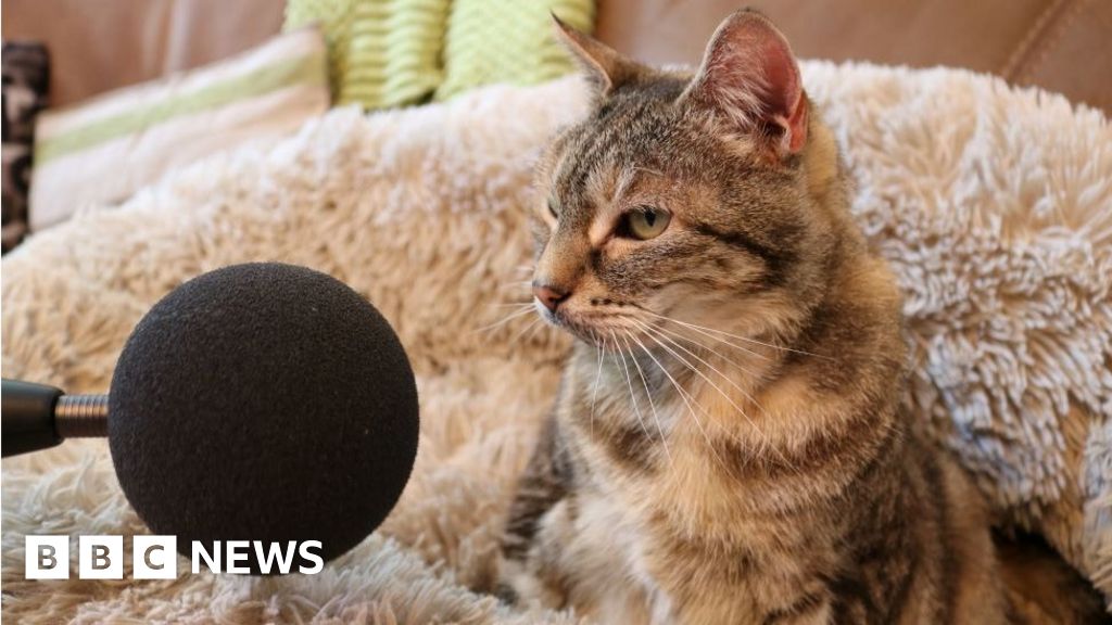 Bella the cat breaks 'loudest purr' world record