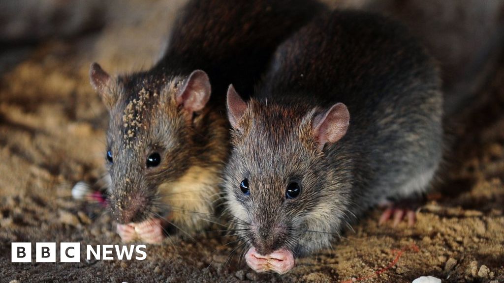French girl mutilated by rats in night attack at home