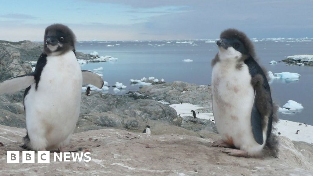 How too much ice triggered a dramatic penguin decline