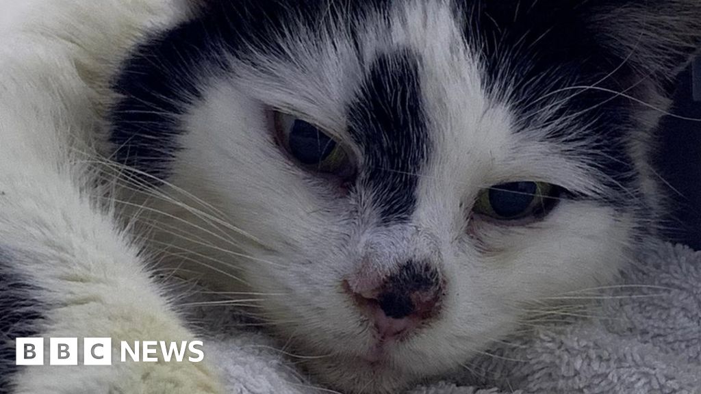 Missing Jersey cat returns home after 12 years - BBC News