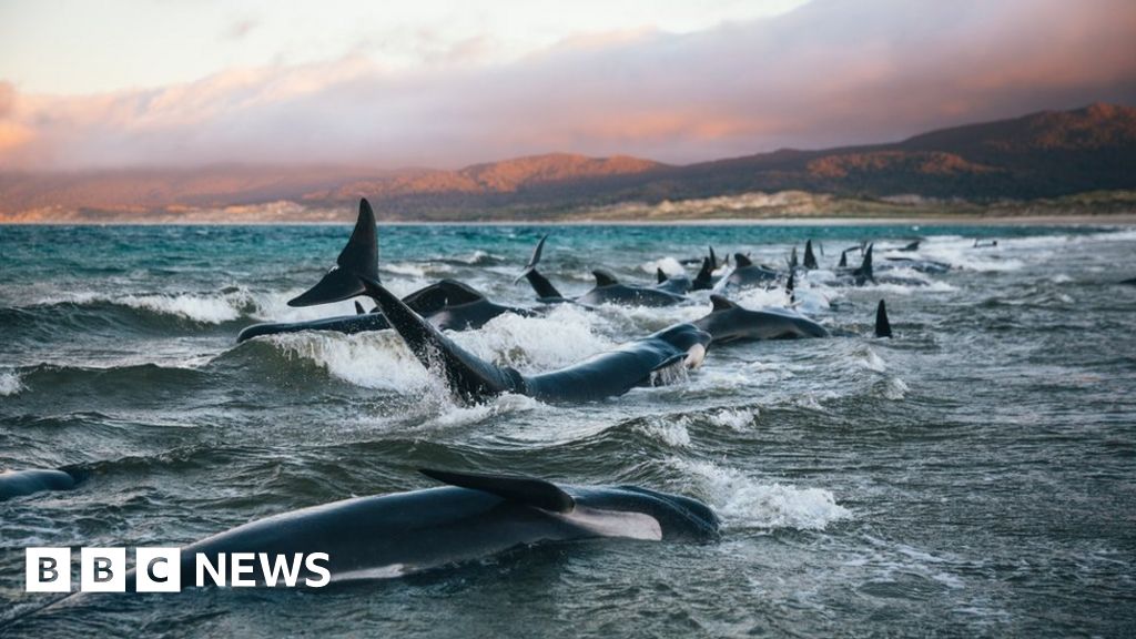 New Zealand Whale Stranding: 'I Will Never Forget Their Cries' - BBC News