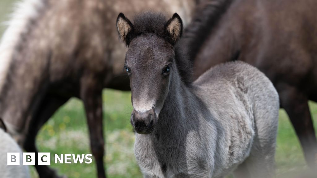 Seventy horses and foals rescued in 15-month operation