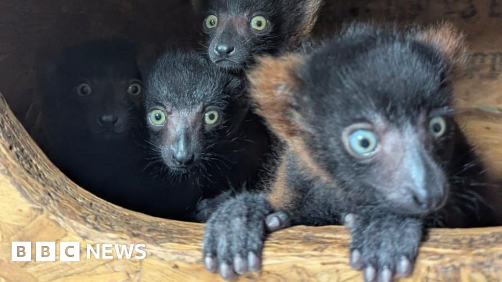 Trust celebrates birth of rare lemur quadruplets