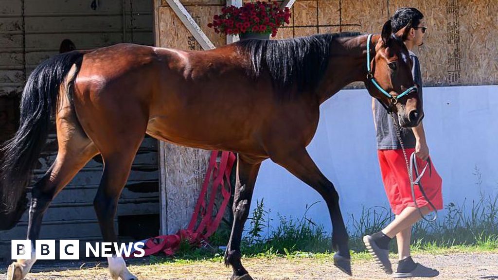 More than a dozen horses killed in New York barn fire