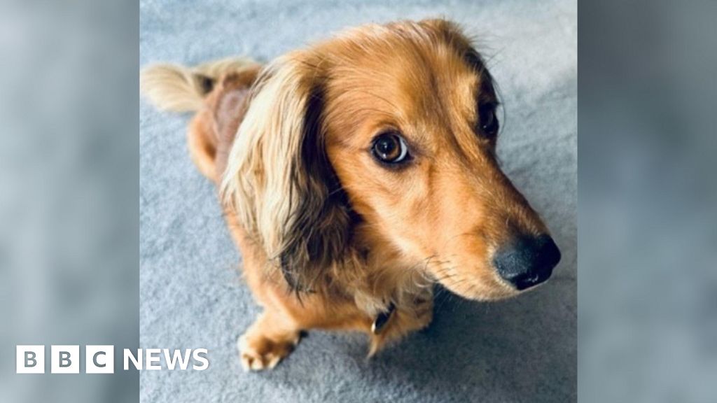 Dog found dead after escaping from Broomfleet kennels