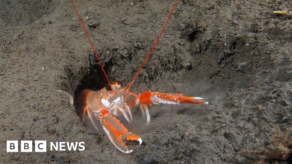 Charities call for action on seabed trawling