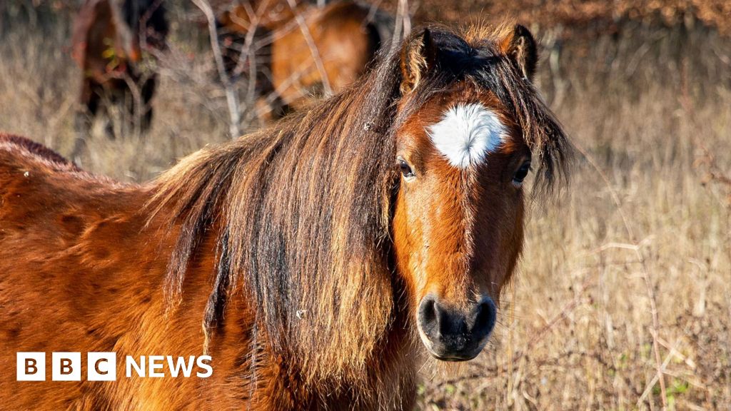 Dartmoor ponies to graze National Trust land at Wimpole Estate