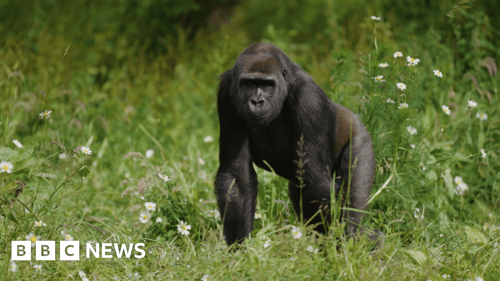 Jersey Zoo welcomes gorilla from Bristol Zoo to troop