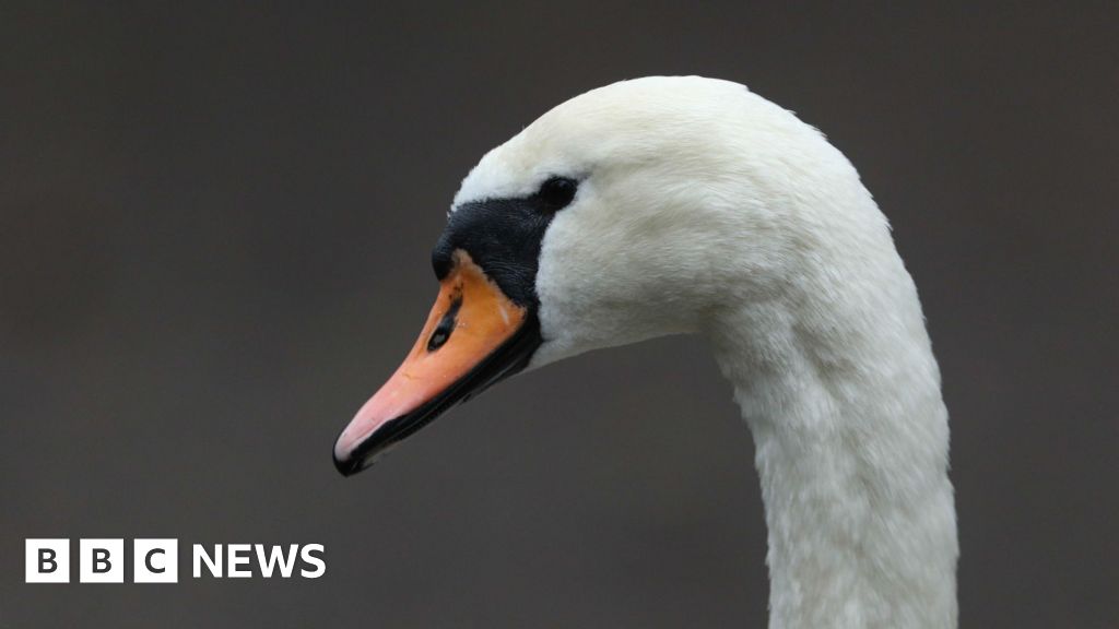 Swan Upping Census Reveals Ongoing Cygnet Decline