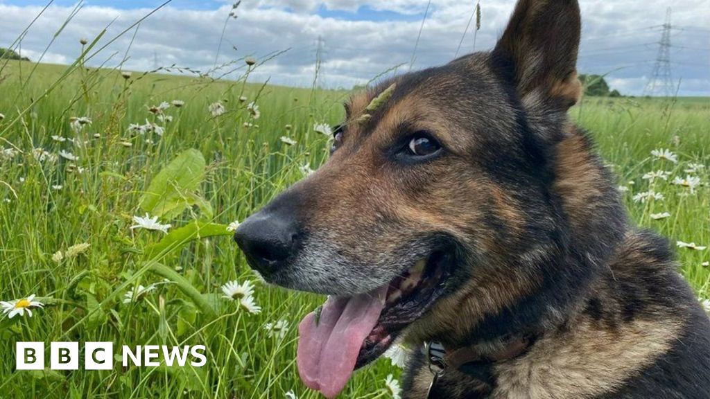 'Hero' dog PD Finn's law not working, says handler