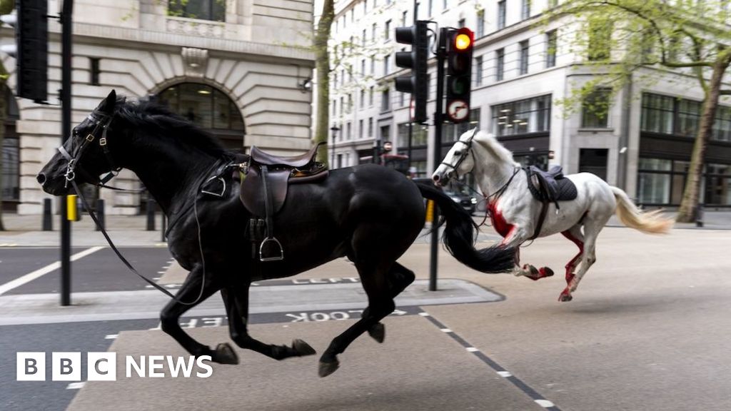 BBC News Quiz Of The Year, Part 2: What Made Horses Run Wild Through ...