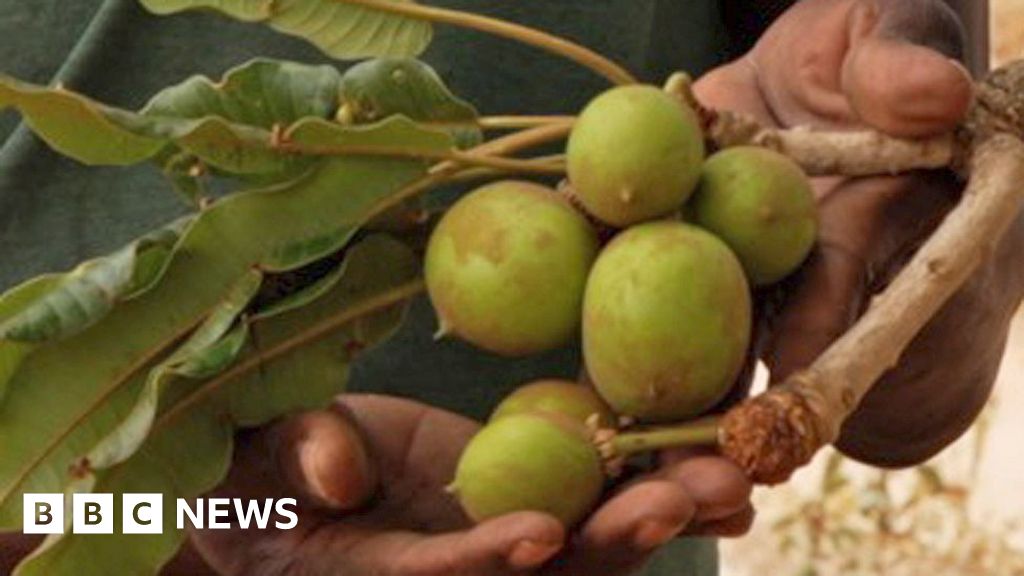 Why the trees behind shea butter beauty cream are under threat do sex