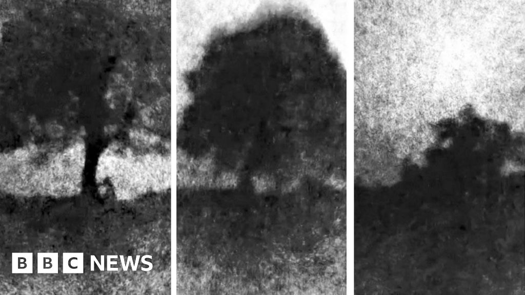 Video shows felling of much-loved tree, jury told