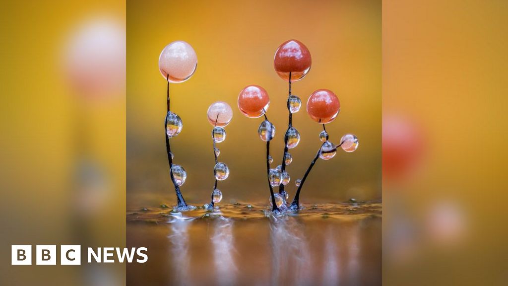 Снимане на скрития свят на слузестата плесен