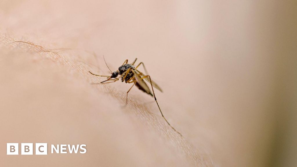 West Nile virus detected in UK mosquitoes for first time