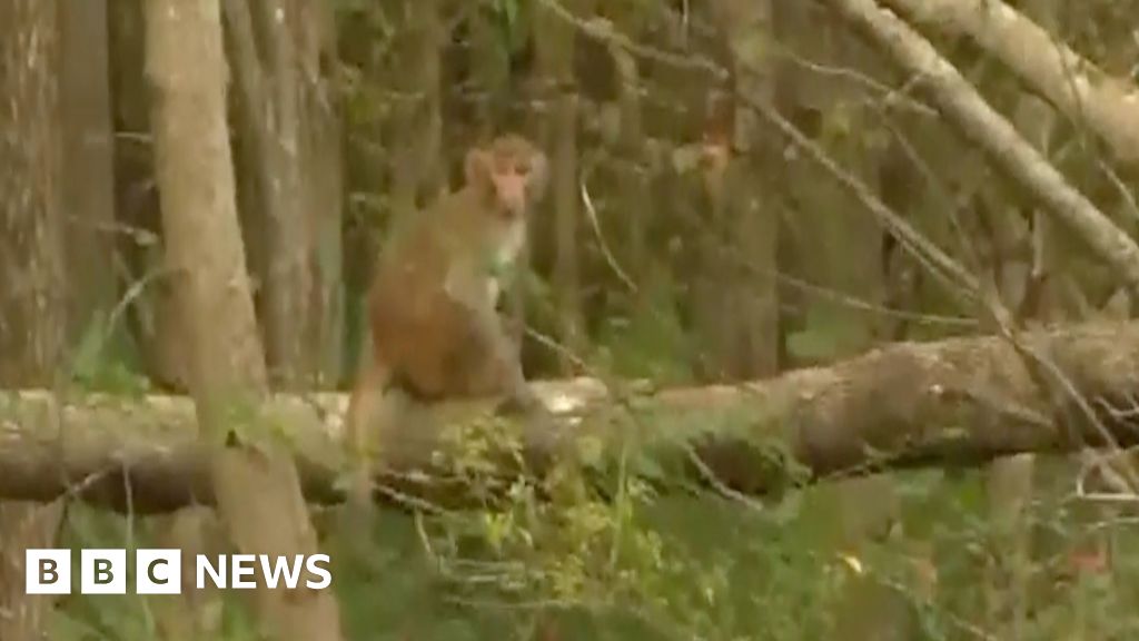 Rhesus Macaques Escape from Alpha Genesis Facility