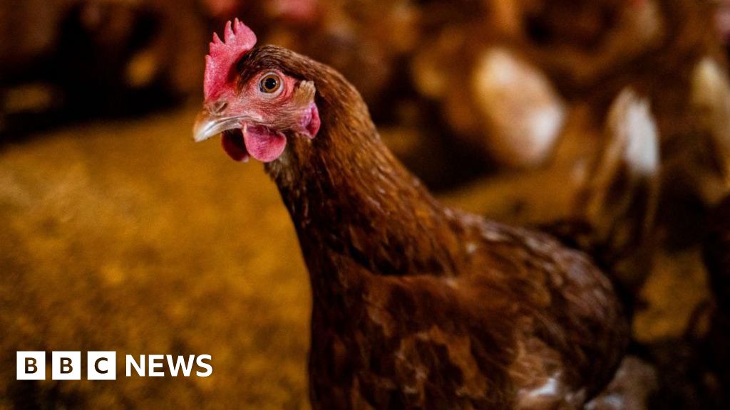 Poultry Culling Initiated in Worcestershire Following Bird Flu Outbreak