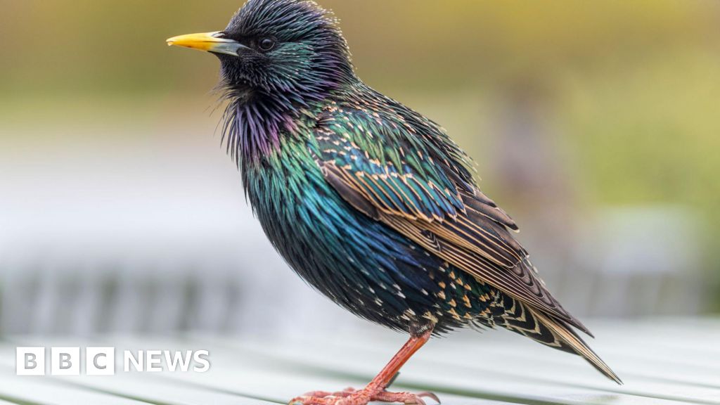 Starlings disappearing from gardens, says RSPB
