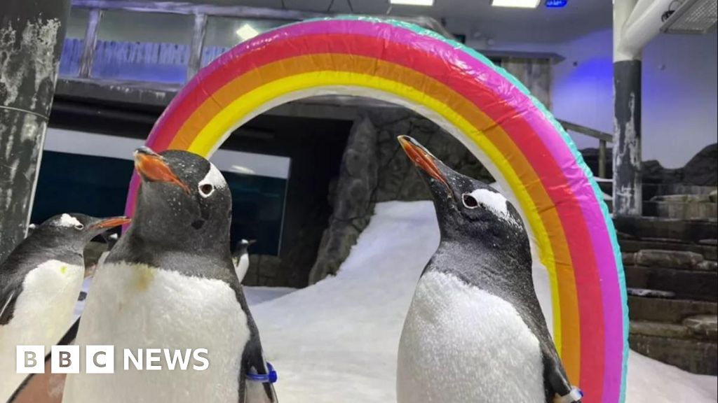 Penguin Sphen, one half of a gay “power couple,” dies at the age of 11