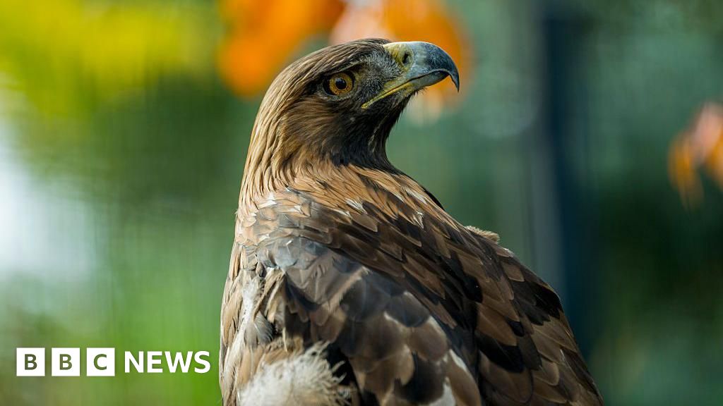 bbc.co.uk - Golden eagle project renews calls to reject Walkerburn wind farm