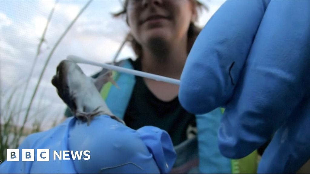 Endangered leopard frogs released into the wild
