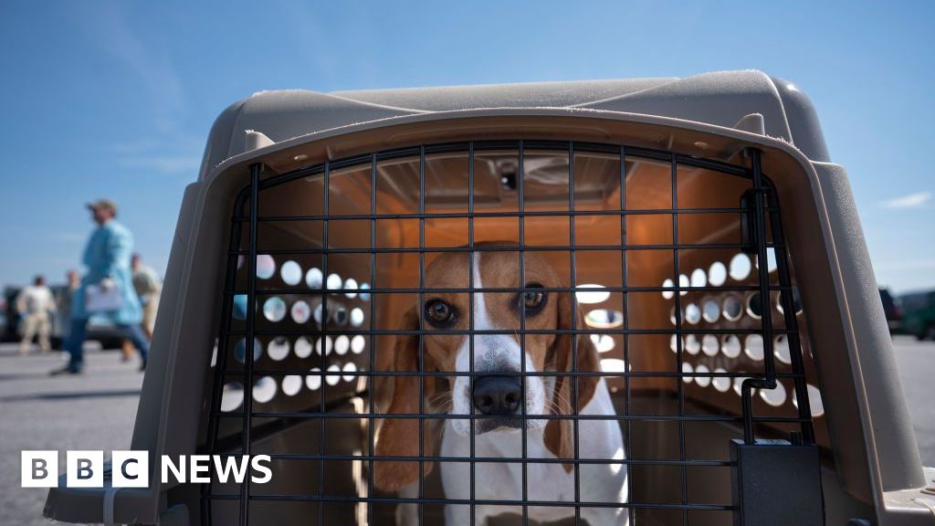 Американски развъдчик на кучета глоби 35 милиона долара след спасяването на 4000 гончета