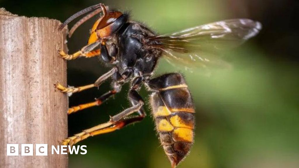 Launch of map to report Asian hornet sightings