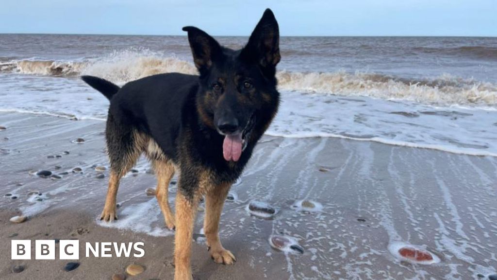 Retired Police Dog Neo Receives Life-Saving Surgery