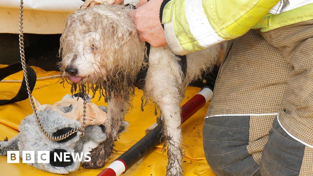 Dog rescued from under Worthing Ice Rink by fire crew