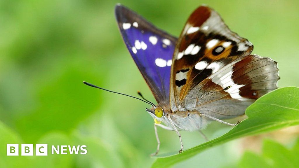 Purple Emperor Butterfly Makes Official Norfolk Comeback 