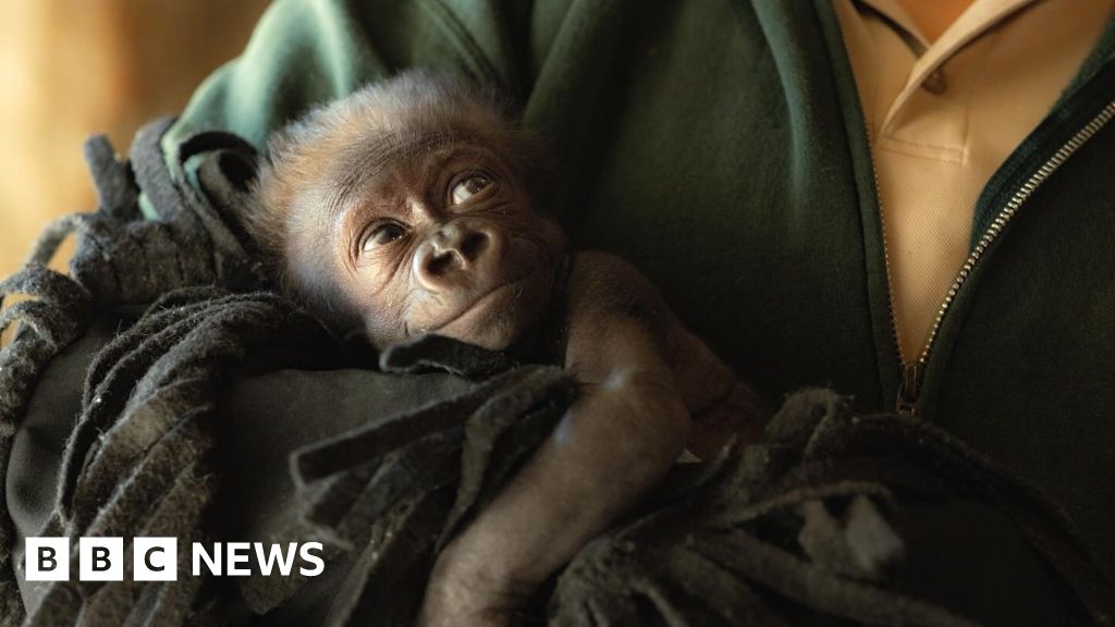 Texas zoo delivers baby gorilla via caesarean section - BBC News