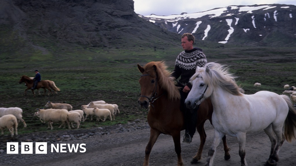 Icelanders Lend Sick Farmers A Helping Hand 5959