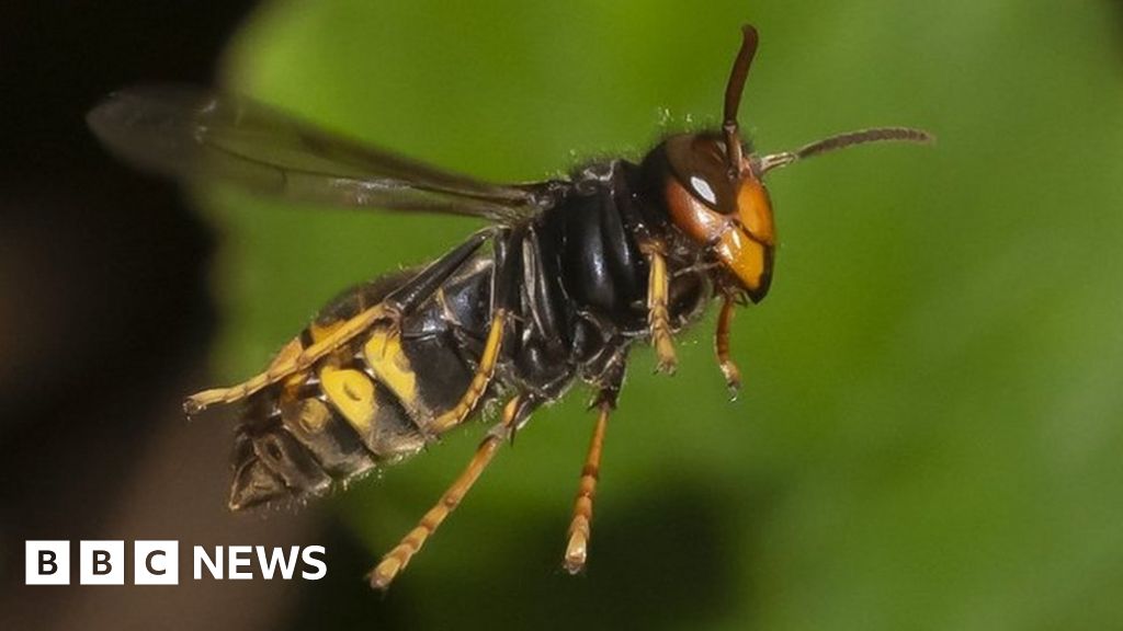 Asian hornets: Why there are so many in Jersey and Guernsey - BBC News