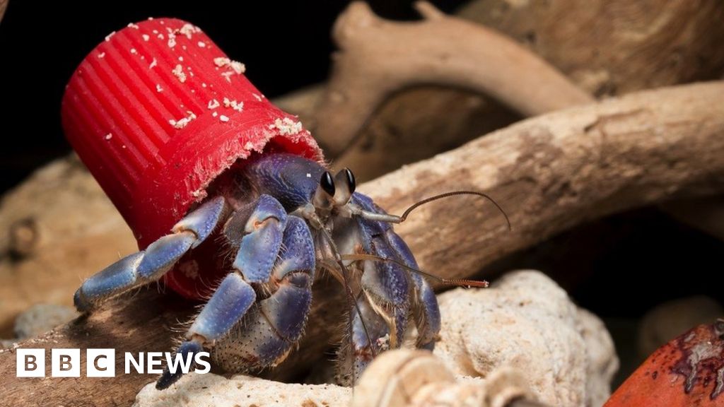 Hermit crabs are 'wearing' our plastic rubbish