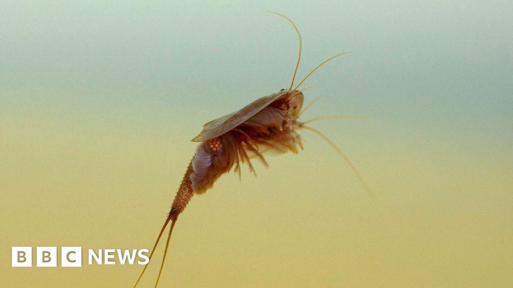 Wet weather helps ancient tadpole shrimp to hatch